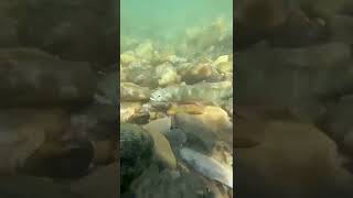 CUTTHROAT TROUT  UNDERWATER CAPTION Alberta [upl. by Kone507]