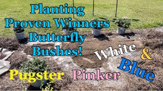 Planting Proven Winners Pugster Pinker Pugster White and Pugster Blue Butterfly Bushes [upl. by Deeanne]