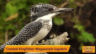 Discover the Secret to Spotting Crested Kingfishers in the Wild  Megaceryle Lugubris [upl. by Ainival]