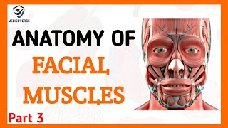 FACIAL MUSCLES PART 3  ORIGIN INSERTION AND ACTION  MASTICATORY MUSCLES [upl. by Aissej726]