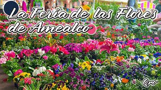 Feria de las Flores en Amealco  Querétaro  Pinshi Millenial [upl. by Nadeau]