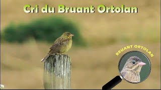 BRUANT ORTOLAN Cri [upl. by Adnirb]