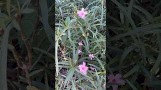 Ruellia tuberosa  蘆莉草 ruellia 植物 花草🪴 [upl. by Buskirk366]