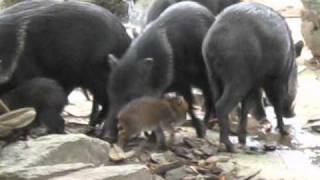 Collared Peccary Babies Zoo Vienna [upl. by Salahcin]