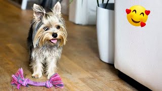 Adorable Yorkie Puppies Hilarious Compilation [upl. by Stormie]