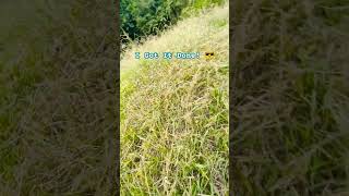 CUT GRASS with a STRING TRIMMER shorts landscaping diy [upl. by Curcio564]