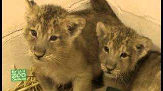 Lion cubs at Bristol Zoo [upl. by Ijneb]