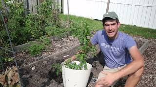 Moving Peppers Indoors for Next Year’s Garden [upl. by Pedersen197]