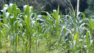 Bersihkan ladang jagung dulu guys [upl. by Emerick]