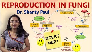 Reproduction in fungi  Life cycle of fungi [upl. by Ihel]