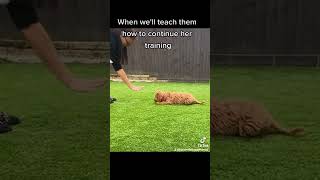 Cockapoo puppy training basic obedience 🐕🐶🐾🐕‍🦺 shorts [upl. by Payne996]