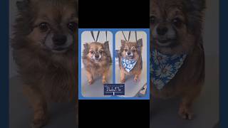 💙 🐾 Chipie 🐾 💙 chien dog doglover toilettage cute mignon grooming chihuahua [upl. by Bashemath]