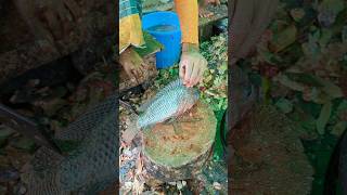 Large Giant Size Tilapia Fish Cutting Skills In Fish Market😱😳  shorts fishcuttingvideos [upl. by Izogn440]