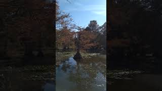 Observation Tower and Beauty of the Reelfoot Lake [upl. by Llerdnad]