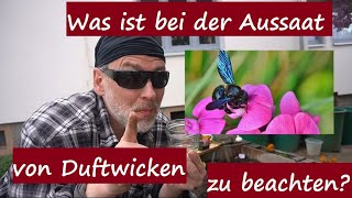 Aussaat PflegeStandort der Duftwicken Wicken vorziehenaussäensäen im Topf oder Beet auspflanzen [upl. by Hgielek969]