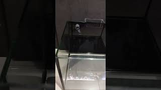 aquarium laut box overflow 50x40x40 kaca depan optic clear [upl. by Slerahc]