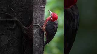 Bellísimo Pájaro Carpintero crimson bellied campephilus haematogasternature birdsnature aves [upl. by Aerb]