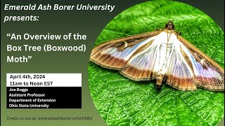 An Overview of Box Tree Boxwood Moth [upl. by Alyk]