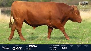 LOTE 47 TAT F054 M Red Angus [upl. by Livy]