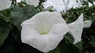 Bindweed Calystegia sepium [upl. by Kraska]