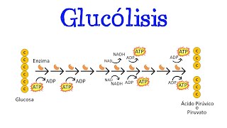 💥 Glucólisis 💥 Para principiantes  Generalidades Fácil y Rápido  BIOLOGÍA  QUÍMICA [upl. by Limaj]