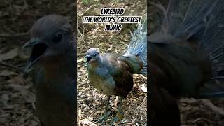 Superb Lyrebird Mimicking Sounds shorts [upl. by Halilahk]