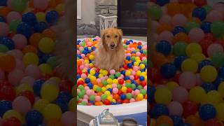 My dog pulled off the craziest prank goldenretriever [upl. by Sieber]