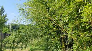 Phyllostachys aureosulcata spectabilis  bisetti [upl. by Ziegler]