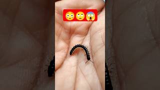 petting milipede😳🙄😱🤔 millipede blackmilipedes wildlife shortsfeed viralshort shortvideo short [upl. by Yssis]