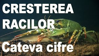 Idei de afaceri  Cresterea racilor  CATEVA CIFRE  NextStep [upl. by Yoc]