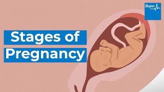 How your baby develops  Stages of pregnancy  Bupa Health [upl. by Botsford]