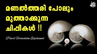 How Pearls Are Formed Explanation  Pearl Culture  Types Of Pearls  Pearl Oysters  Malayalam [upl. by Heigl]