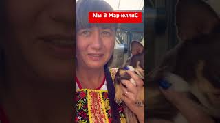 ApeRol в МарчеллиС чихуахуа собакаулыбака собака прикол щенок chihuahuadogbreed chihua топ [upl. by Annaeg]