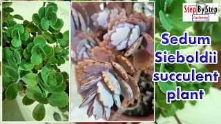 Sedum Sieboldii plant care and propagationOctober Daphnesucculent plant [upl. by Schnurr853]