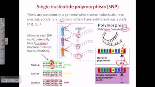 Single nucleotide polymorphism SNP [upl. by Lilyan586]