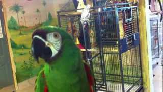 Liu the severe macaw talking at the Wilson Parrot Foundation 3 [upl. by Aicenet]