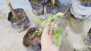 Plant shopping reviewAprajita ka plantflowering plant shoppingmarigold flowerstrending plants [upl. by Ayana]