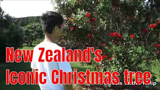 Pohutukawa tree New Zealand’s iconic Christmas tree [upl. by Skutchan]