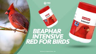 Beaphar Intensive Red  Bird Food  Dubai  UAE [upl. by Homans]