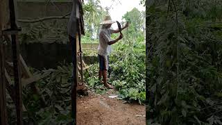 mbS933 Madre Cacao Clearing youtubeshorts tutorial shorts trending viralvideo farm [upl. by Ok]