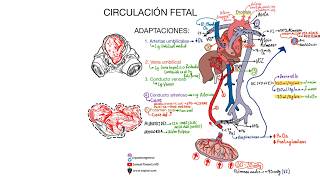 Circulación fetal ACTUALIZACIÓN 2024 [upl. by Znerol]