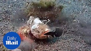 Scorpionfish amazingly fast hunt  Daily Mail [upl. by Eibbor]