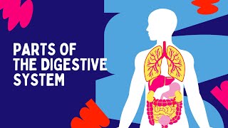 Digestive System  The Dr Binocs Show  Learn Videos For Kids [upl. by Atnahc915]