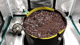 Growing Autoflowers  Ep1 Preparing Soil amp Planting Seed [upl. by Hoy595]