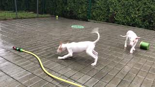 Podenco Ibicenco puppies Playing with water Ibizan hounds Kennel [upl. by Eislek]