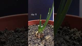 TIME LAPSE regrowing onion for 2 weeks subscribe for more [upl. by Amory]