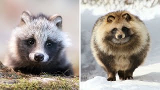 Raccoon Dog 🦝 A Unique Animal You Have Never Seen [upl. by Boris642]