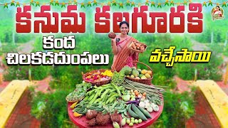 Sweet Potatoamp Yam Harvest ఇవాళ హార్వెస్టలో కంద  చిలకడదుంపలు హైలైట్ MADGARDENER [upl. by Zeta]