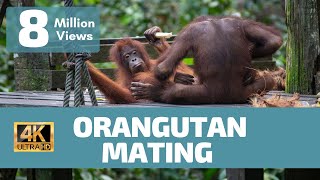 Orangutan Mating No Rules  Rare Footage [upl. by Gherlein334]