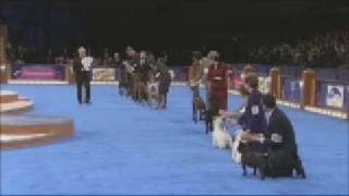 Animal Planet Eukanuba World Challenge 2008 TV Show [upl. by Nnylarac]